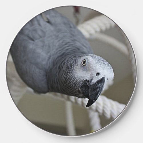 Congo African Grey Parrot Having Fun Wireless Charger