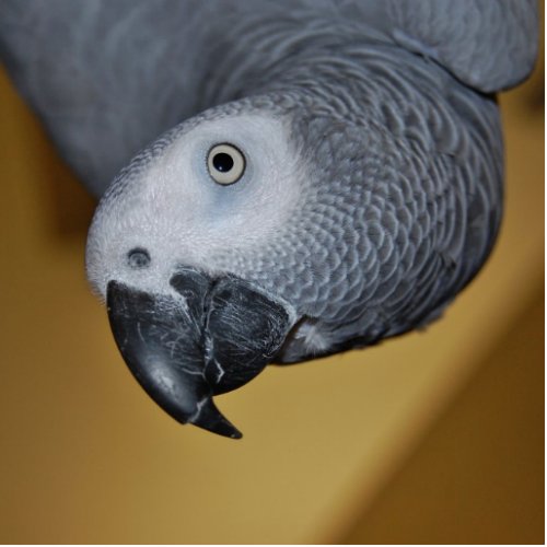 Congo African Grey Parrot Hello Cutout