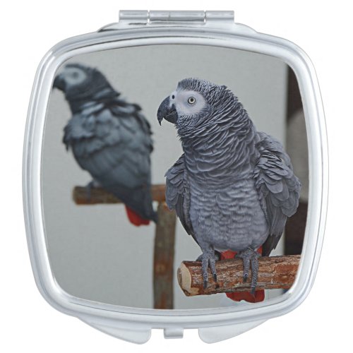 Congo African Grey Parrot in Mirror