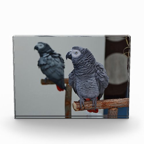 Congo African Grey Parrot in Mirror Acrylic Award