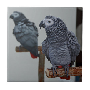 Congo African Grey Parrot in Mirror Ceramic Tile