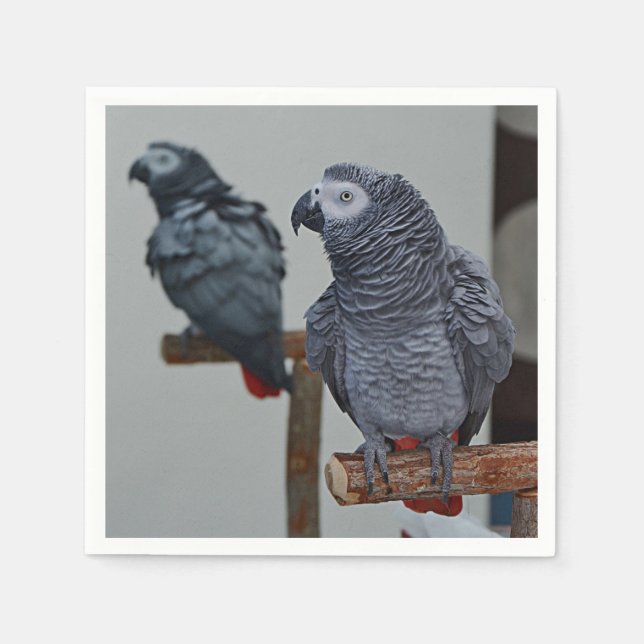 Congo African Grey Parrot in Mirror Napkins (Front)