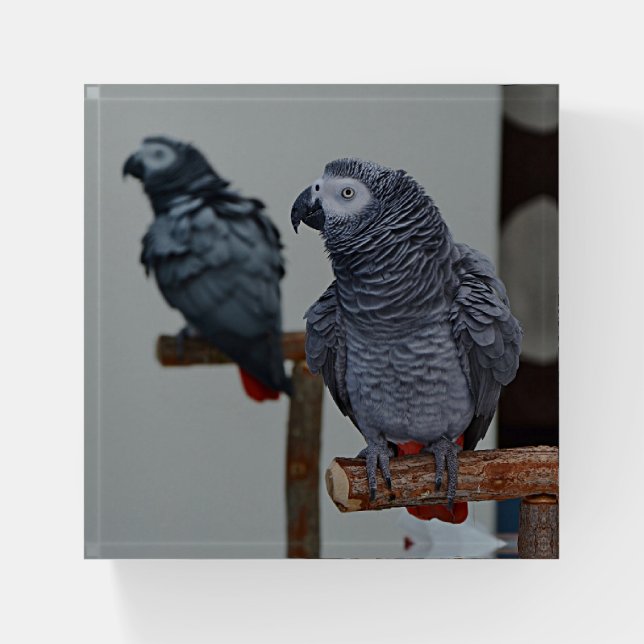 Congo African Grey Parrot in Mirror Paperweight (Front)