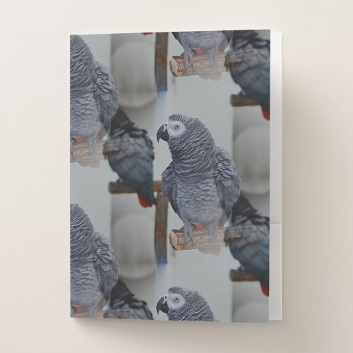 Congo African Grey Parrot in Mirror Pocket Folder