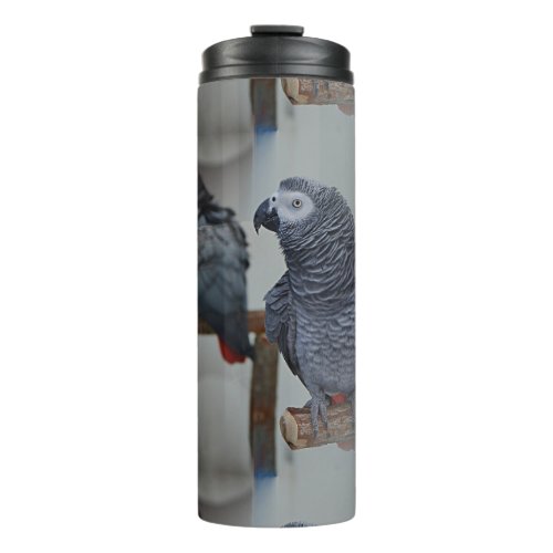 Congo African Grey Parrot in Mirror Thermal Tumbler