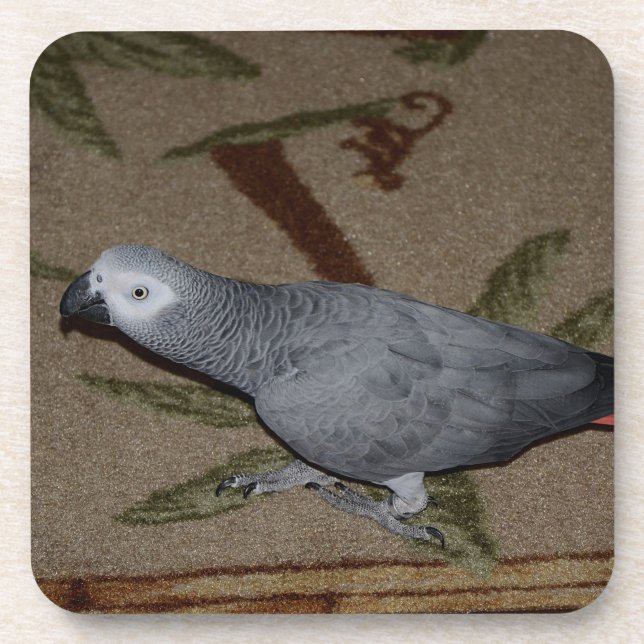 Congo African Grey Parrot on Floor Beverage Coaster (Front)
