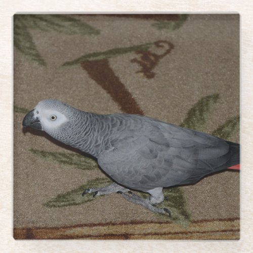 Congo African Grey Parrot on Floor Glass Coaster