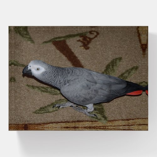 Congo African Grey Parrot on Floor Paperweight