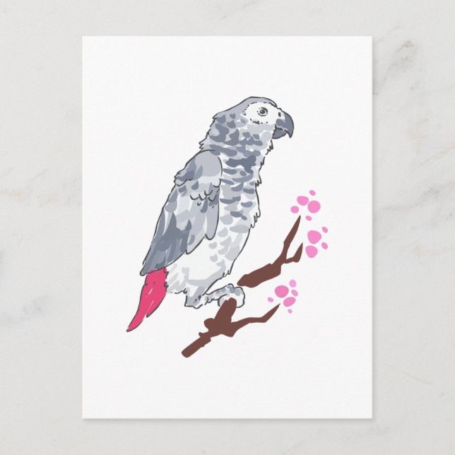 CONGO AFRICAN GREY PARROT POSTCARD (Front)