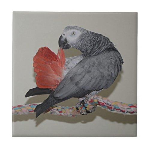 Congo African Grey Parrot Tail Preening Ceramic Tile