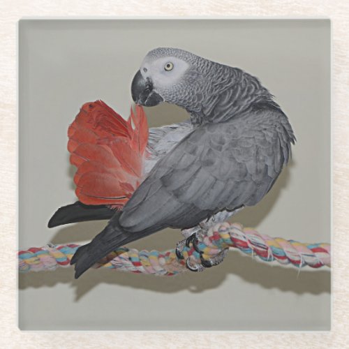 Congo African Grey Parrot Tail Preening Glass Coaster