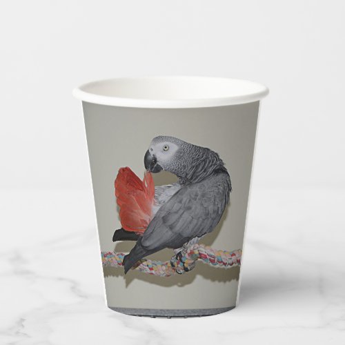 Congo African Grey Parrot Tail Preening Paper Cups