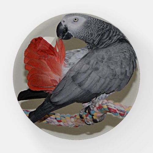 Congo African Grey Parrot Tail Preening Paperweight