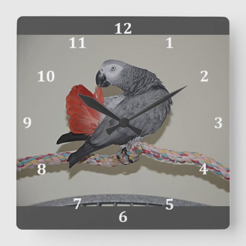 Congo African Grey Parrot Tail Preening Square Wall Clock