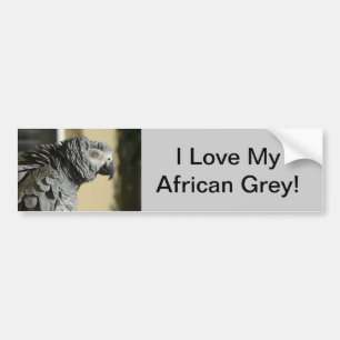 Congo African Grey Parrot with Ruffled Feathers Bumper Sticker
