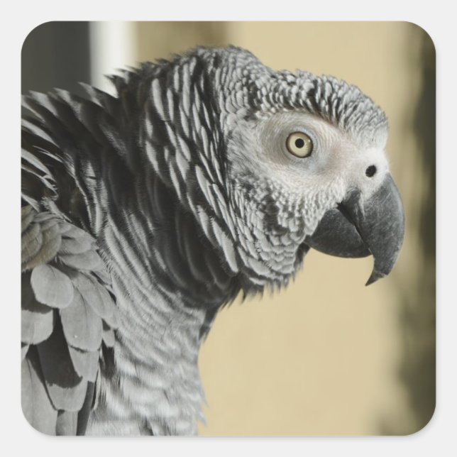 Congo African Grey Parrot with Ruffled Feathers Square Sticker (Front)