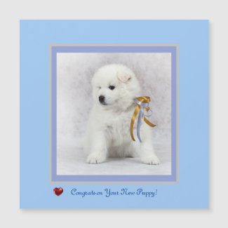Congrats on New Samoyed Puppy Magnetic Card & Env.