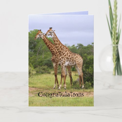 Congratulations Anniversary Giraffes Card