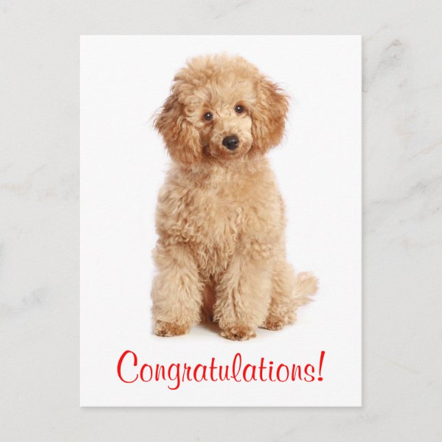 Congratulations Apricot Poodle Puppy Dog Postcard (Front)