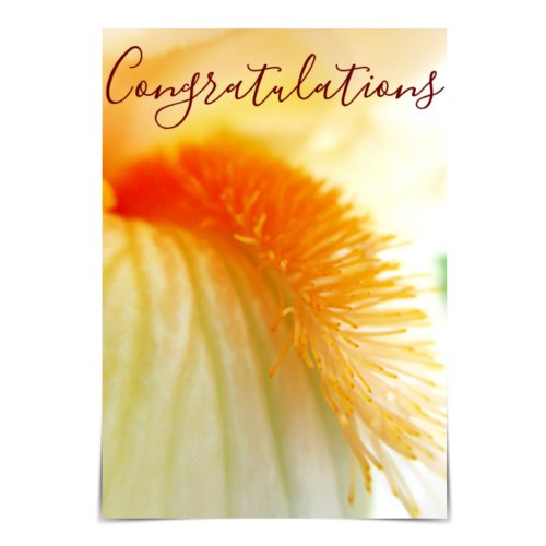Congratulations Bearded Iris Card