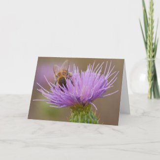 Congratulations Bee on Purple Thistle Photo Custom