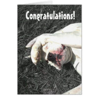 Congratulations Boxer Dog greeting card