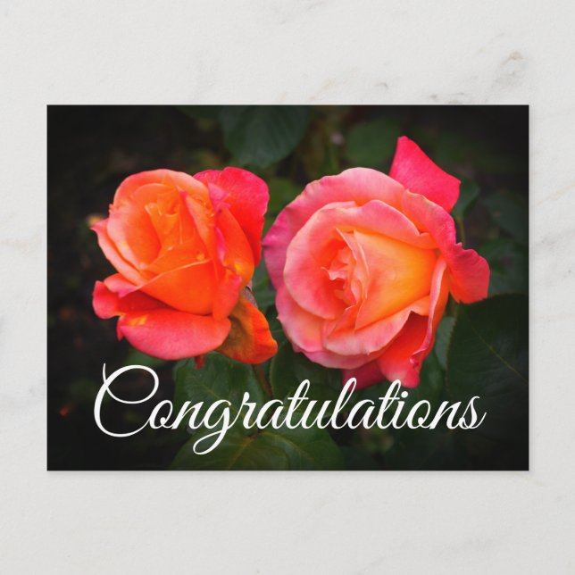Congratulations Broadway Rose #1 Postcard (Front)
