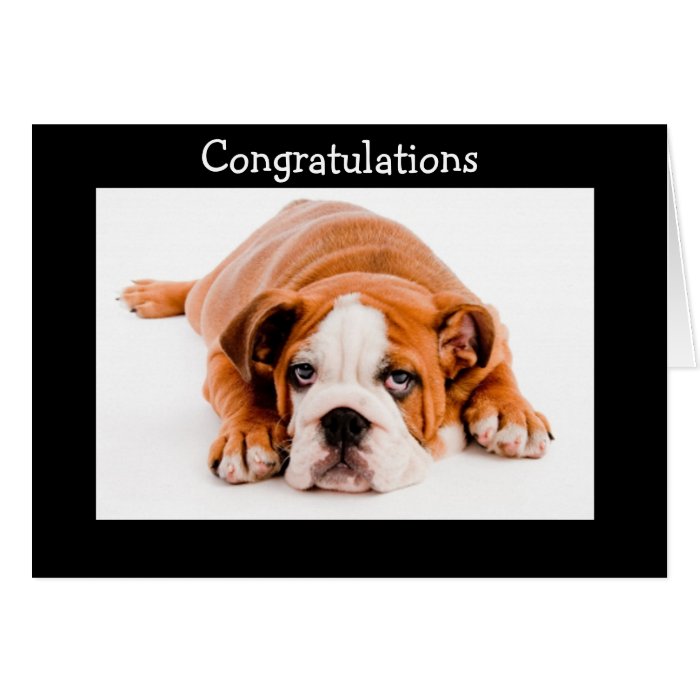 Congratulations  Bulldog Greeting Card