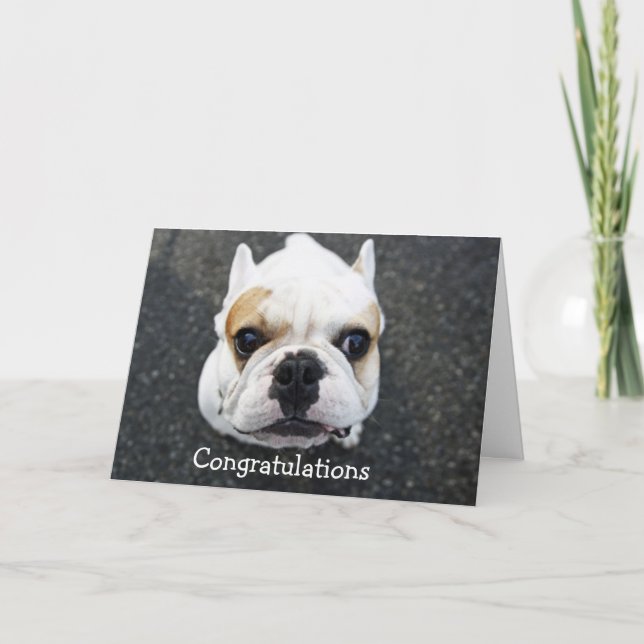 Congratulations Bulldog Greeting Card (Front)