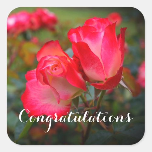 Congratulations Cherry Parfait Rose 4_3 Stickers
