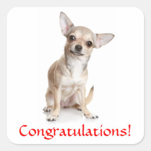 Congratulations Chihuahua Puppy Sticker
