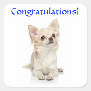 Congratulations Chihuahua Puppy Sticker