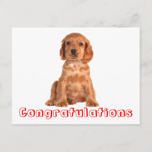 Congratulations Cocker Spaniel Puppy Dog Postcard