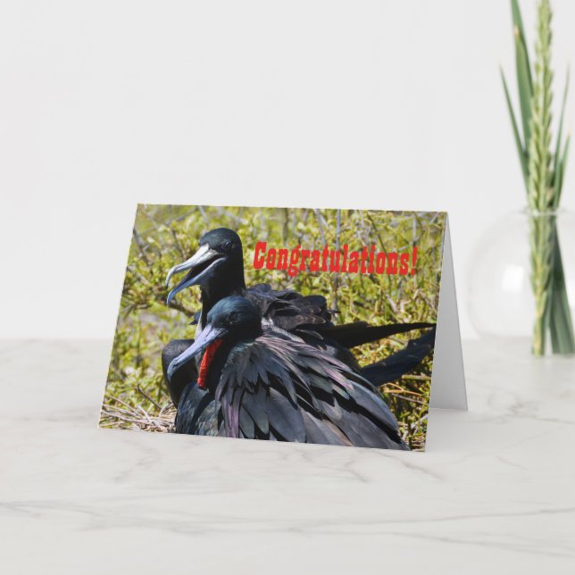 Congratulations, Frigatebirds in Love Card (Front)