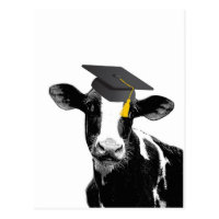 Congratulations Graduation Funny Cow in Cap Postcard