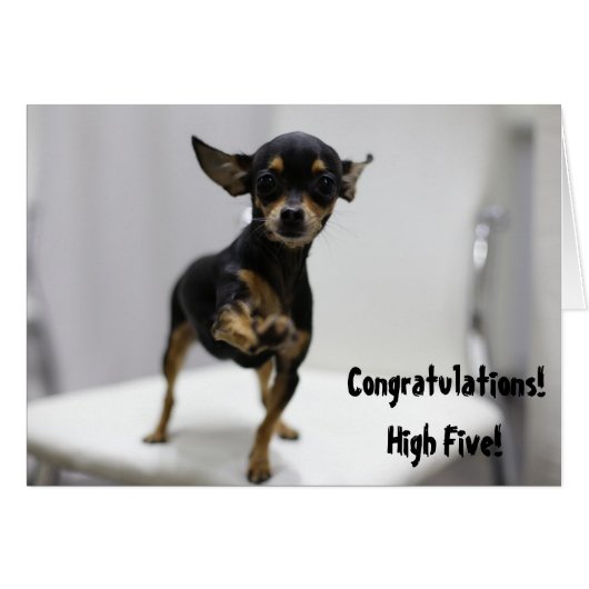 Congratulations High Five Dog Cute Chihuahua Funny Cards (Front Horizontal)