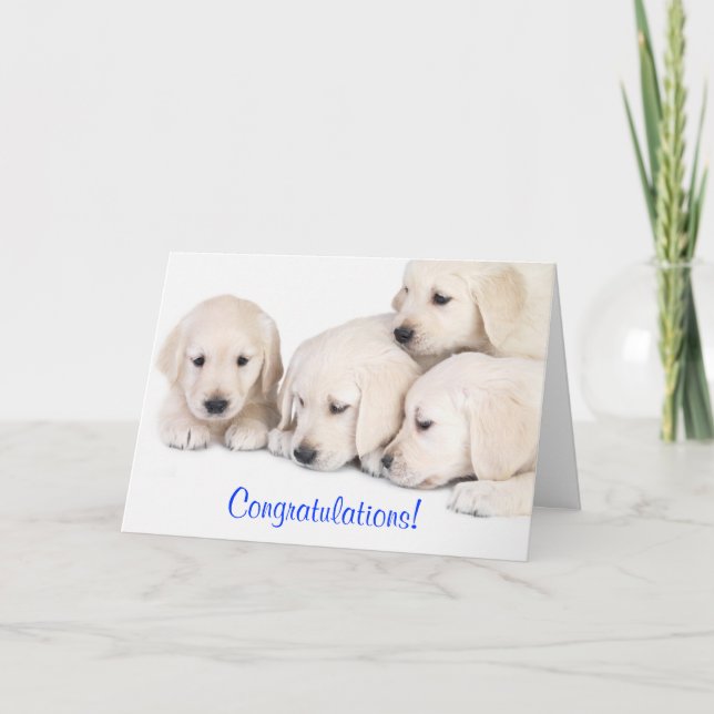 Congratulations Labrador Retriever Puppies Card (Front)