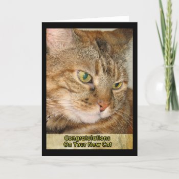 Congratulations On Your New Cat Card by DonnaGrayson_Photos at Zazzle