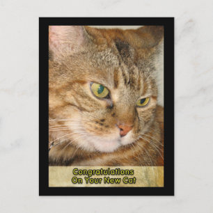 congratulations on Your new cat Postcard