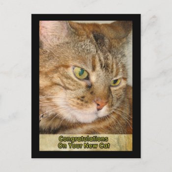 Congratulations On Your New Cat Postcard by DonnaGrayson_Photos at Zazzle