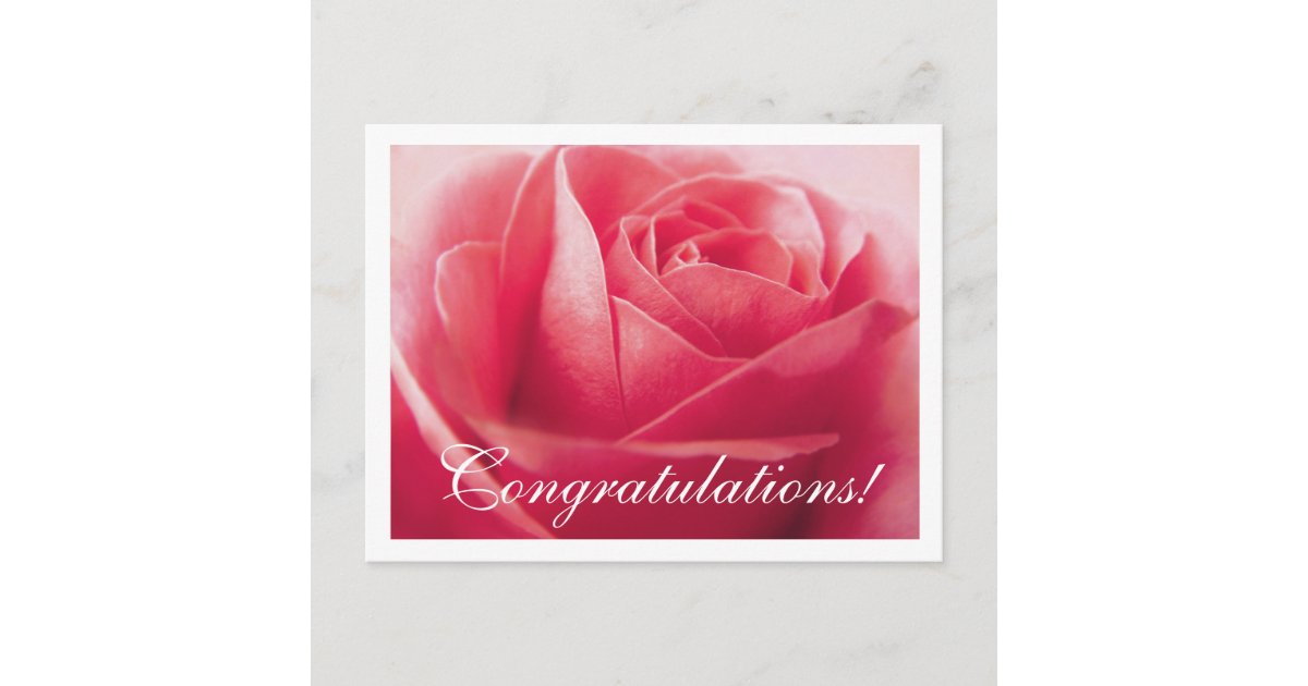 Real Roses Congratulations Congratulations Pink Rose Greeting Postcard | Zazzle