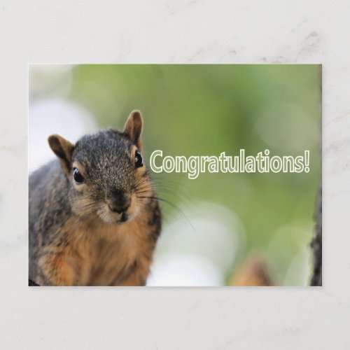 Congratulations squirrel postcard