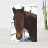 Congratulations - TWH Walking Horse - Western
