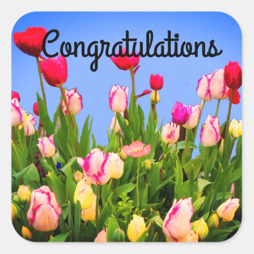 Congratulations Various Tulips 3 Stickers