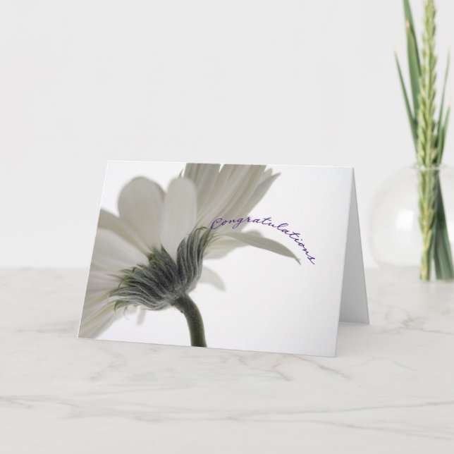 Congratulations - white gerbera daisy card (Front)