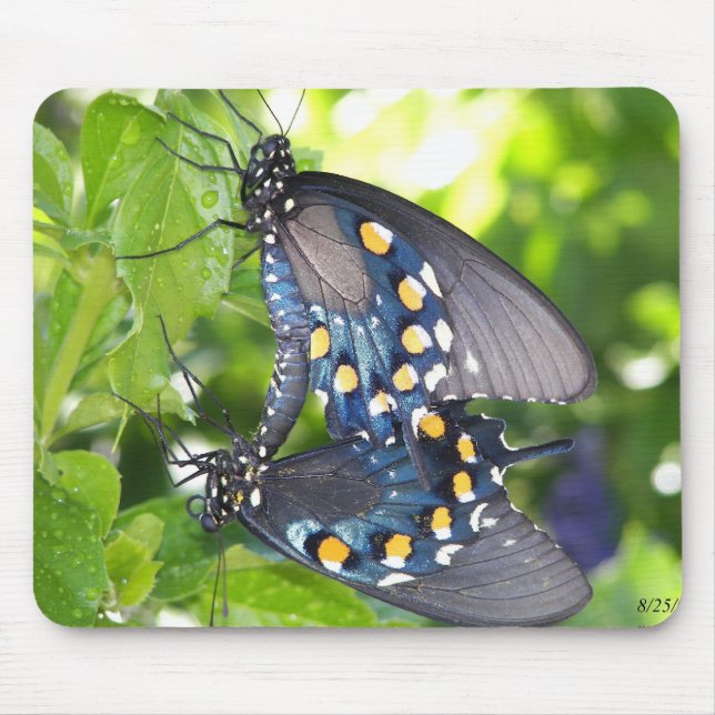 Congress, Arizona Pipevine Swallowtail Butterfly Mouse Pad (Front)