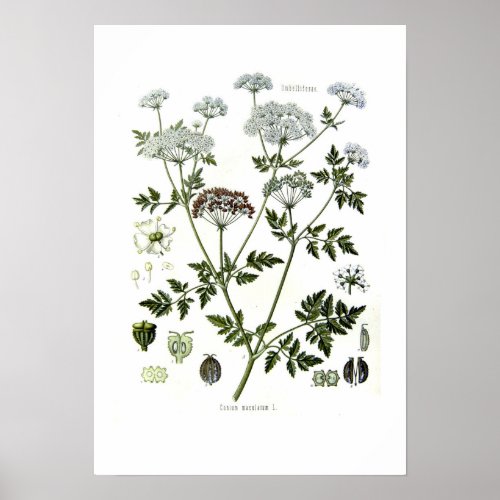 Conium maculatum poster