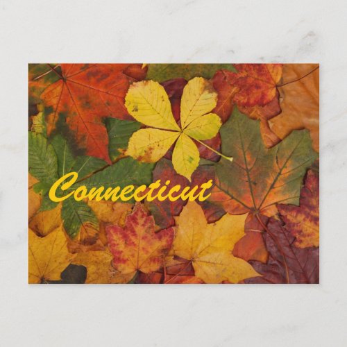 Connecticut Autumn Leaves Postcard