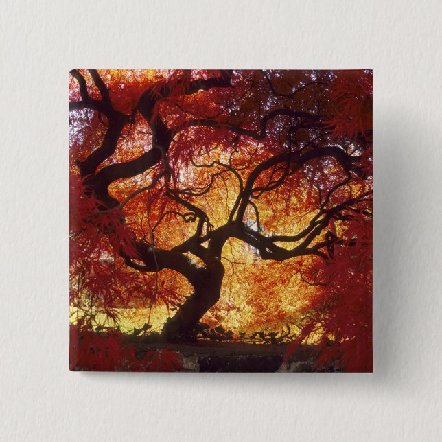 Connecticut: Darien, Japanese maple 'Acer Button (Front)