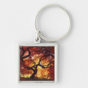 Connecticut: Darien, Japanese maple 'Acer Keychain